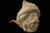 Sultan Suleiman the Magnificent Hand Carved Block Meerschaum Pipe in CASE 11082