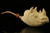 Rhino Block Meerschaum Pipe carved by Kenan in a fitted CASE 11120
