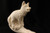 WOLF MEERSCHAUM Pipe  Pfeife Tobacco Brand New W/CASE 0779