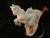 TIGER & WILD HORSE MEERSCHAUM Pipe Pipa Pfeife Tobacco 0014