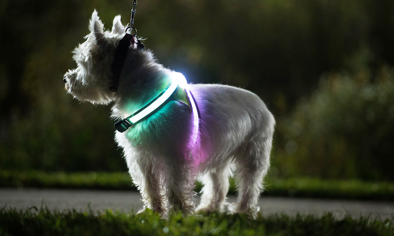 Lighthound Harness