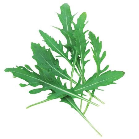 Territorial Seed Company Arugula