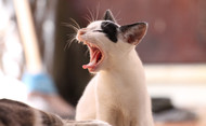 Oral Health for Cats | Alaska Mill & Feed