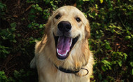 Oral Health for Dogs | Alaska Mill & Feed