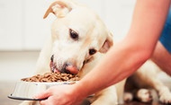 Facts about Feeding Dogs | Alaska Mill & Feed