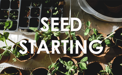 Seed Starting