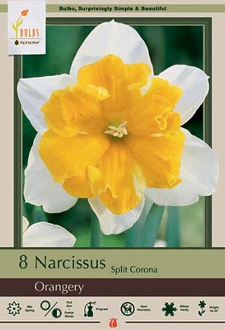 Netherland Bulb Co. Narcissus Split Corona 'Orangery', 8ct