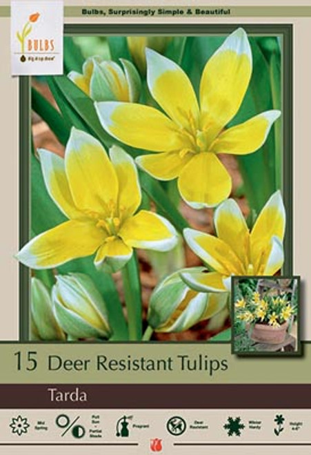 Netherland Bulb Co. Tulip 'Tarda', 15ct