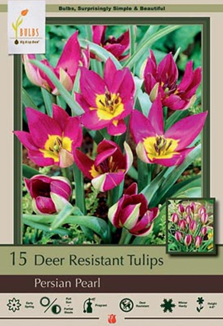 Netherland Bulb Co. Tulip 'Persian Pearl', 15ct