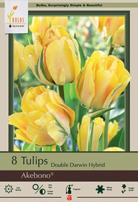 Netherland Bulb Co. Tulip Akebono, 8ct