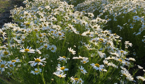 St. Isidore Farm Arctic Wild Chamomile