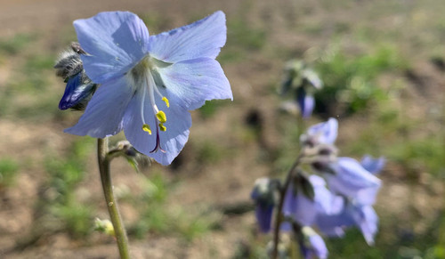 St. Isidore Farm Tall Jacob's Ladder