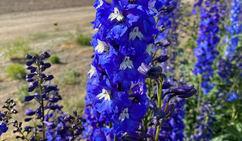 St. Isidore Farm Larkspur