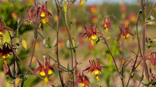St. Isidore Farm Western Columbine