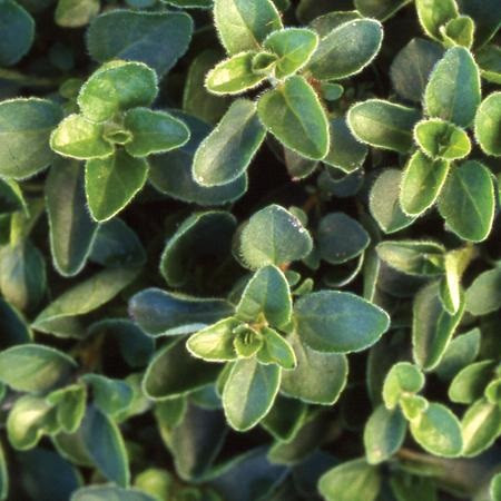 Territorial Oregano Seed