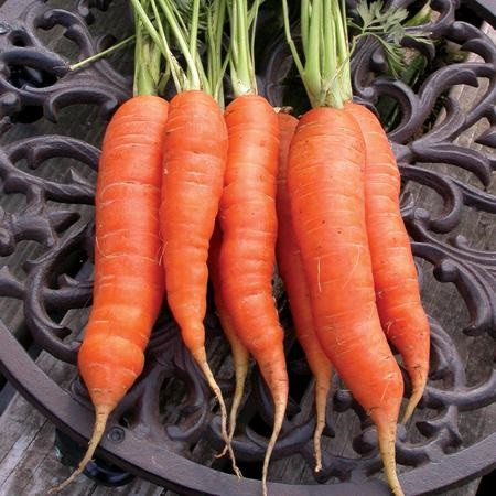 Territorial Baltimore Carrot Seed