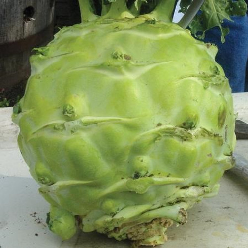 Territorial Superschmelz Kohlrabi Seed