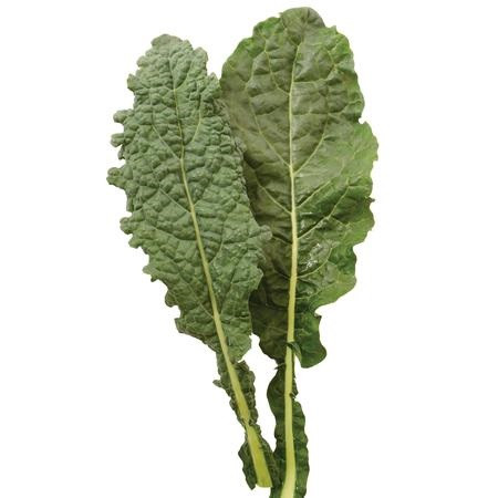 Territorial Nero Di Toscana Kale Seed