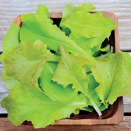 Territorial Super Gourmet Salad Blend Lettuce Seed