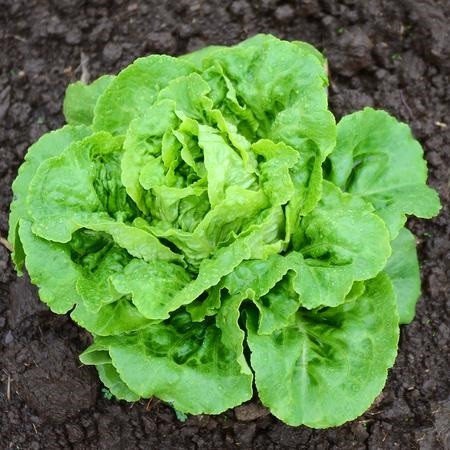 Territorial Buttercrunch Lettuce Seed