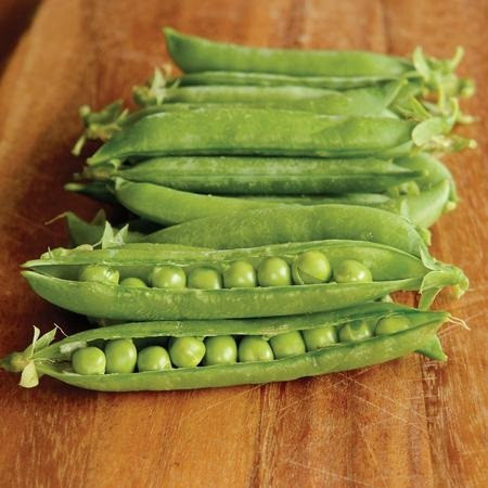 Territorial Maestro Pea Seed