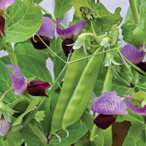 Territorial Little Snowpea Purple Pea Seed