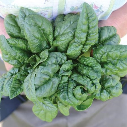 Territorial Bloomsdale Savoy Spinach Seed