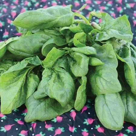 Territorial Olympia Spinach Seed