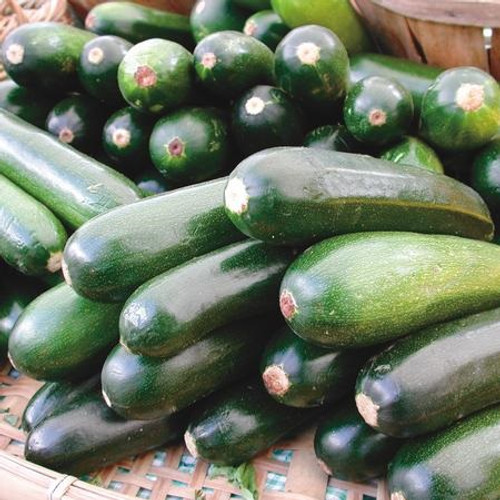 Territorial Black Beauty Summer Squash Seed