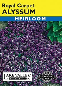 Lake Valley Alyssum Royal Carpet Seed