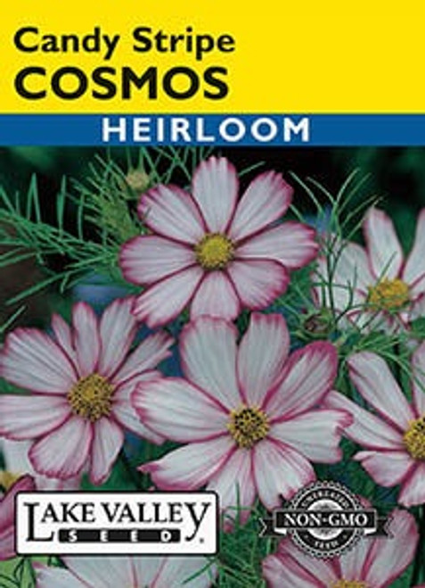 Lake Valley Cosmos Candy Stripe Seed