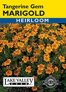 Lake Valley Marigold Tangerine Gem Seed