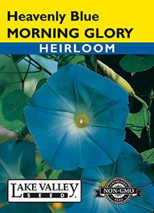 Lake Valley Morning Glory Heavenly Blue Seed