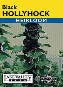 Lake Valley Hollyhock Black Seed