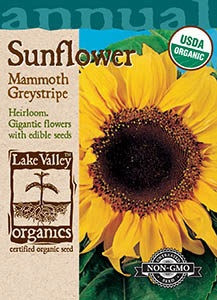Lake Valley Sunflower Mammoth Greystripe Organic Seed