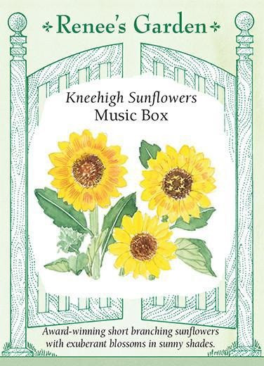 Renee's Garden 'Music Box' Kneehigh Sunflowers Seed