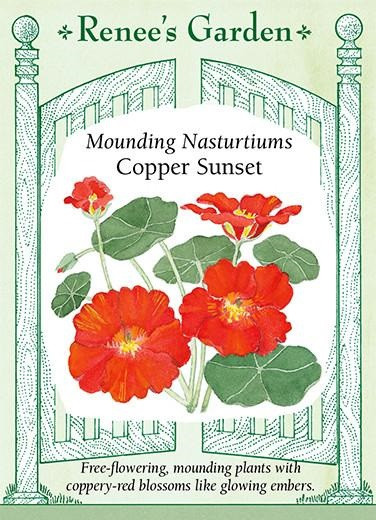 Renee's Garden 'Copper Sunset' Mounding Nasturtium Seed