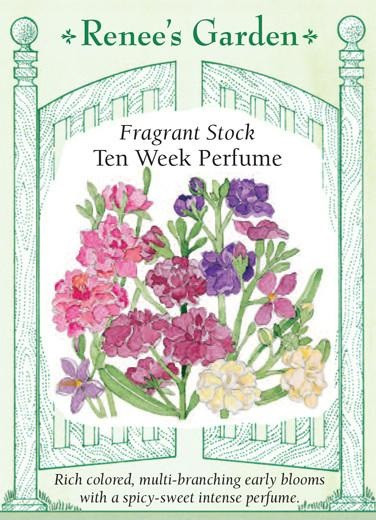 Renee's Garden 'Ten Week Perfume' Fragrant Stock Seed
