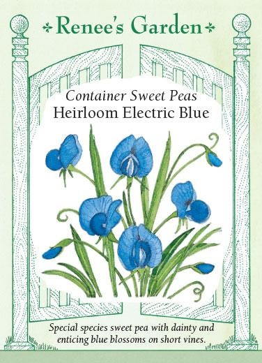 Renee's Garden 'Electric Blue' Container Sweet Pea Seed