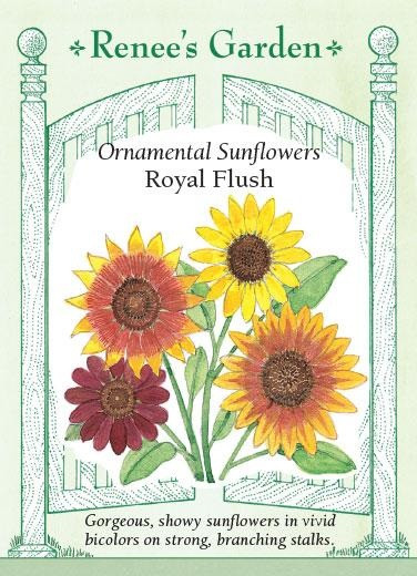 Renee's Garden 'Royal Flush' Ornamental Sunflower Seed