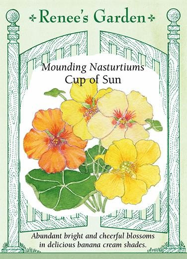 Renee's Garden 'Cup of Sun' Mounding Nasturtiums Seed