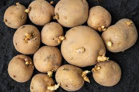 Planting Seed Potatoes Class - March 28th @10:30am