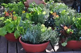 Container Gardening Class - April 11th @10:30am