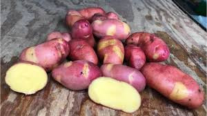 Magic Myrna Seed Potato, 5lb