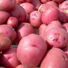 Red Pontiac Seed Potato, 5lb