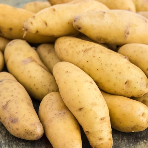 Yellow Fin Seed Potato, 5lb
