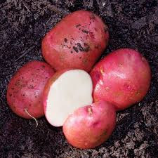 Red Chieftain Seed Potato, 5lb
