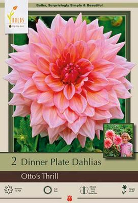 Dinner Plate Dahlia Decorative 'Otto's Thrill', 2ct