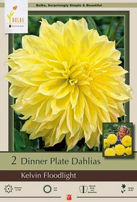 Dinner Plate Dahlia Decorative 'Kelvin Floodlight', 2ct