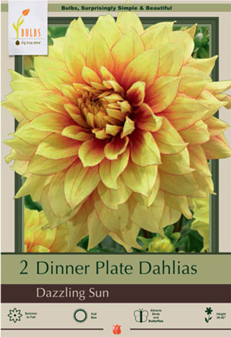 Dinner Plate Dahlia Decorative 'Dazzling Sun', 2ct